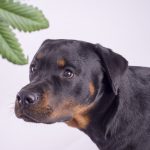 CBD for dogs in pain can bring that comfort home. Top tips you need to know