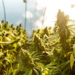 THC vs CBD: These are the Differences Between the two Main