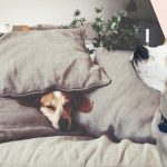 Popular CBD dog treats and other pet products