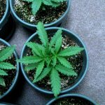 What a Marijuana Plant Needs to Grow Fast