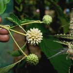 Understanding The Differences Between Hemp and Kratom